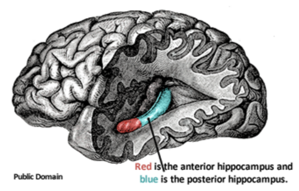 Maguire's Study of Localization of the Brain - Psychology